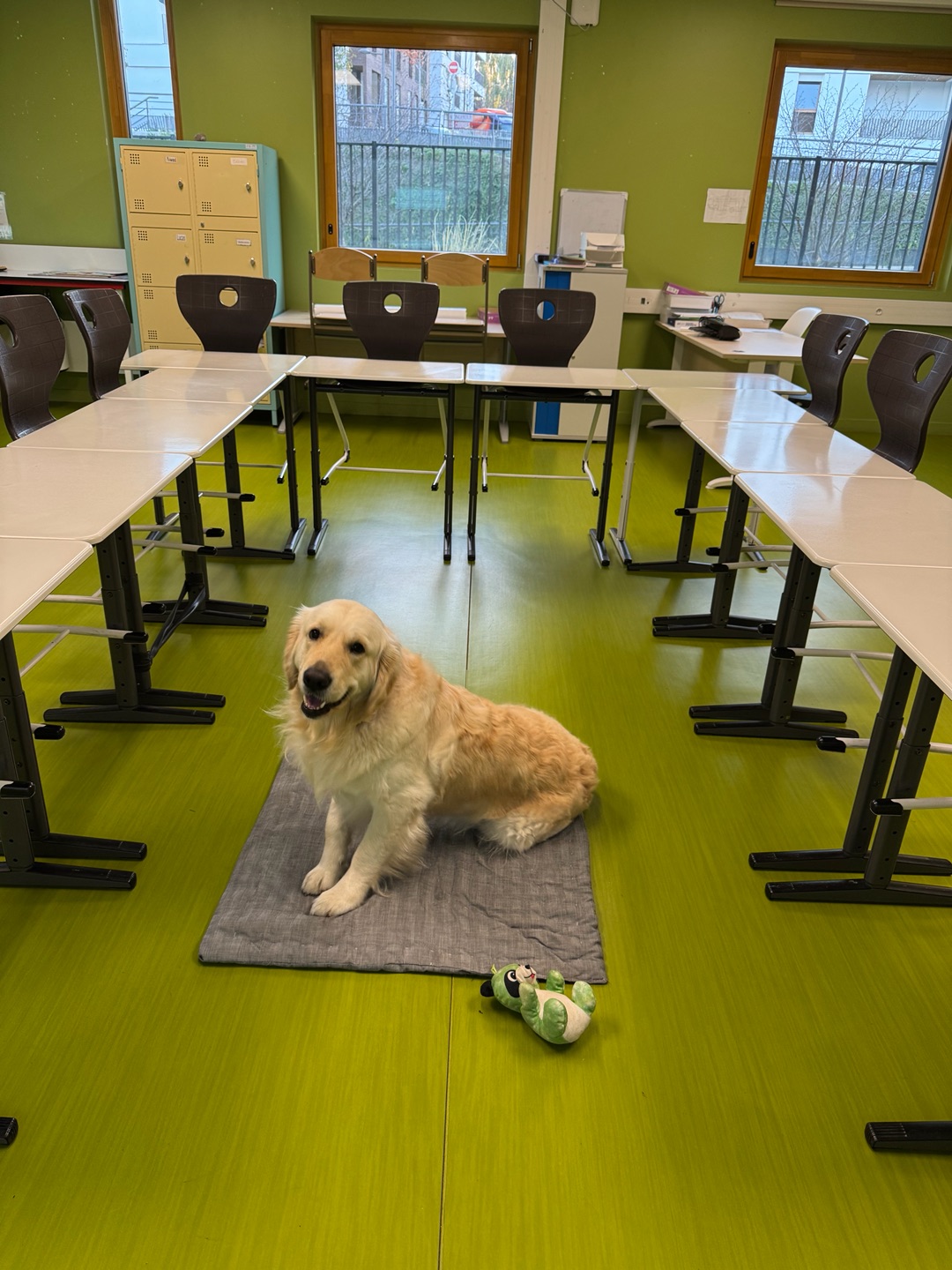 Un chien-visiteur au collège.